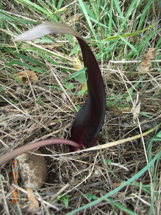 Biarum tenuifolium / Gigaro a foglie sottili